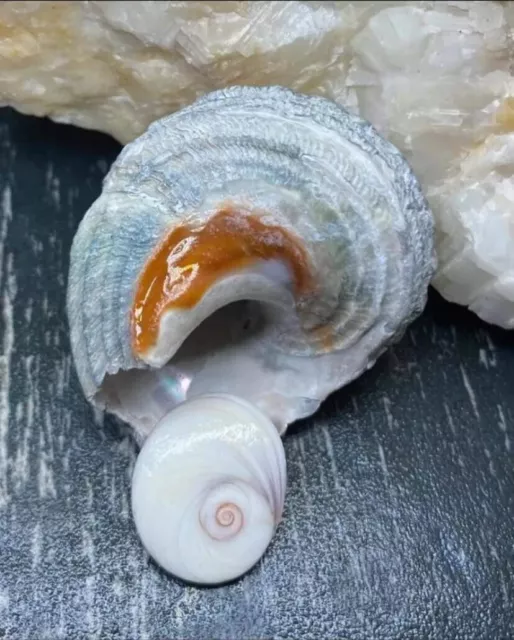 Coquillage d' Oeil de Sainte lucie et un Oeil de sainte Lucie de Méditterrannée