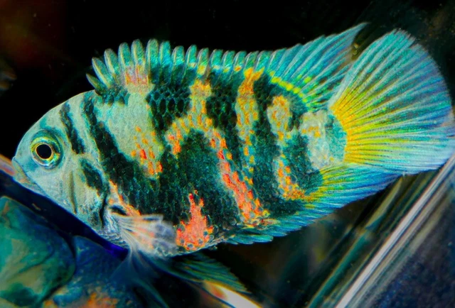 Polar Blue parrot Cichlids 2 inches 