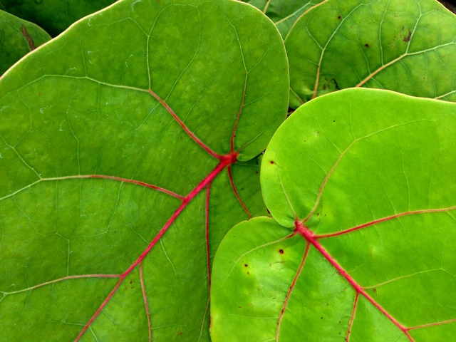50 hojas de uva marina