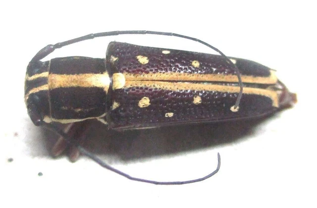 N010 PA : Cerambycidae: Glenea referens? female 17mm************************
