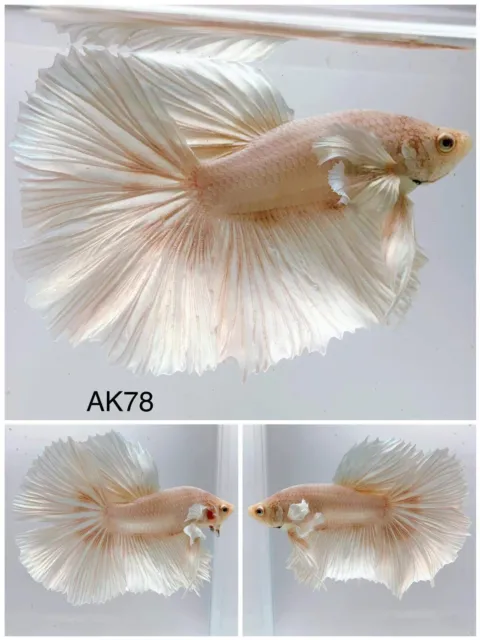 Betta Live Fish Male Dumbo White AK74 Ask Seller Shipping Cost Before Buy