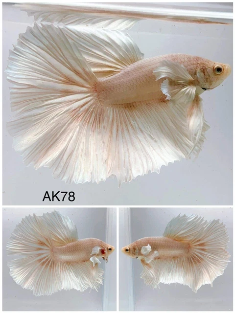 Betta Live Fish Male Dumbo White AK74 Ask Seller Shipping Cost Before Buy