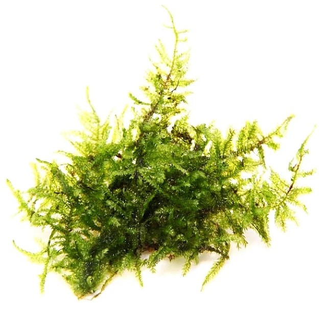 Vesicularia Ferriei - Weeping Moos- In-Vitro 2