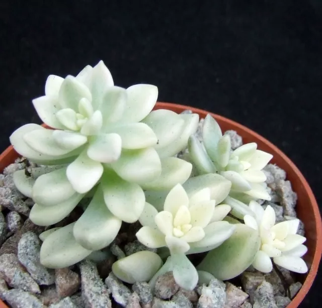 Graptopetalum Mendozae Variegated 5.8cm collectors Mexican succulent / cactus