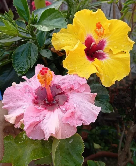 Mix Of Hibiscus Seeds Perennial Hardy Flower Garden 20 Seed USA