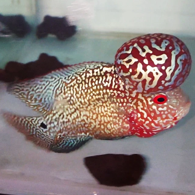 Jumbo Kok Flowerhorn Big Head Super Pearl Full Head Kamfa F2 2 Tones Flowerhorn