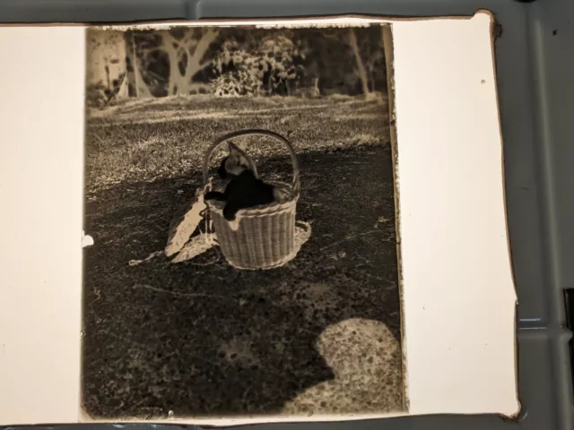 Antique Glass Plate Negative 1892 Lot of 10 4x5  Images of Cats