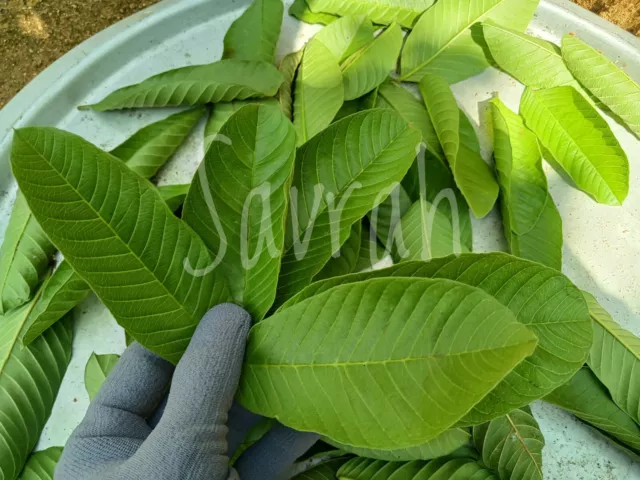 100 Organic Guava Leaves Fresh Dried Psidium Guajava Hojas de Guayaba Guayabo