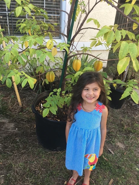 Star Fruit (Averrhoa Carambola) Trees 3-5 Foot Tall, 3 Gallon Pot, Big Variety