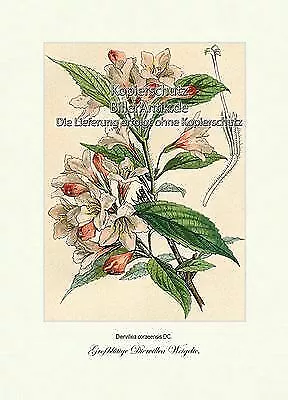 Großblütige Diervillea Weigelie Diervillea coraeensis Geißblatt Vilmorin A4 349