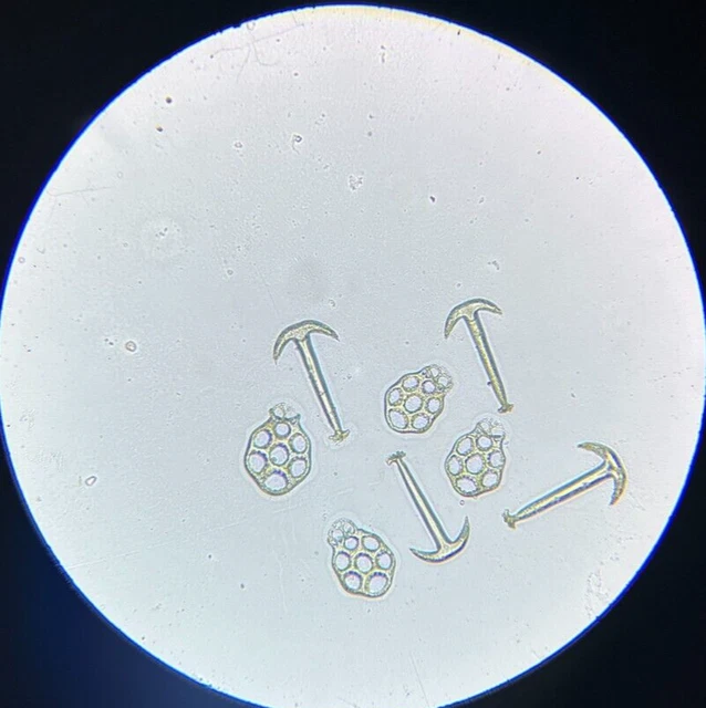 J.D. Moller Microscope Slide Sea Cucumber Synapta Godeffroyi S. Samoa