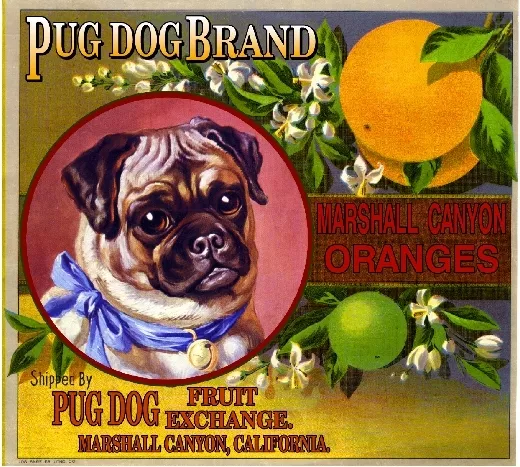 Marshall Canyon Pug Dog Orange Citrus Fruit Crate Label Art Print