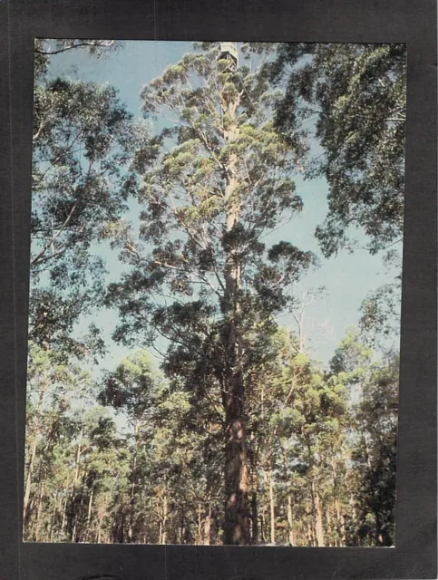 B5129 Australia WA Pemberton Gloucester Tree Fire Lookout Jarrah Forest postcard