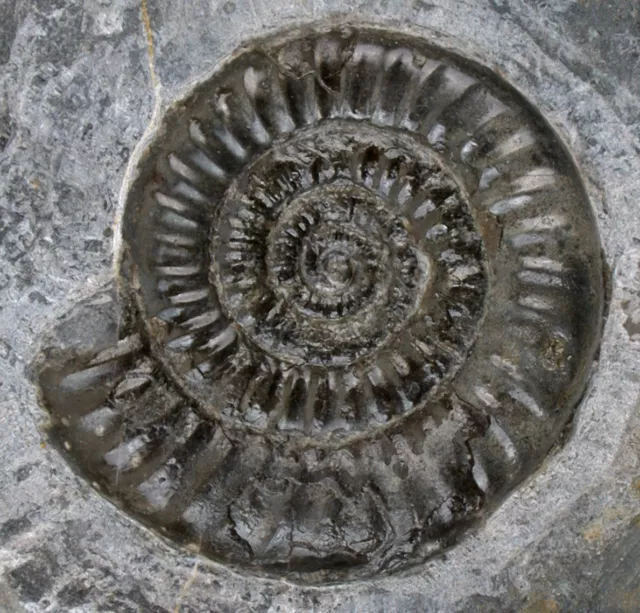 Lias Standstück mit Vermiceras scylla  Vorzüglicher Ammonit   Trossingen  Q5-11
