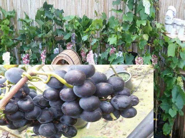 Vitis vinifera Kyoho Weinrebe Tafeltraube Wein Weintraube Winzersorte
