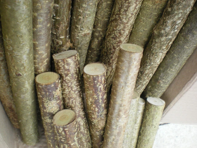 Pipano Sitzstange Buche 20mm - Vogelstange Für Nymphensittich 50-59.5cm