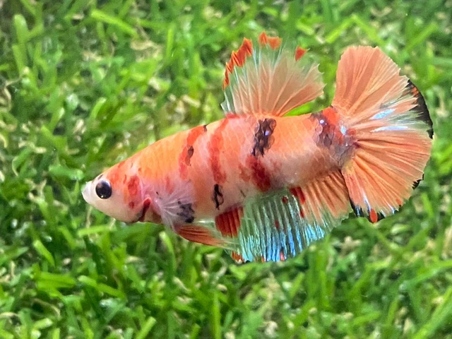 Live Betta Fish - Male - Fancy Nemo Betta HMPK , Age 3 month From Thailand