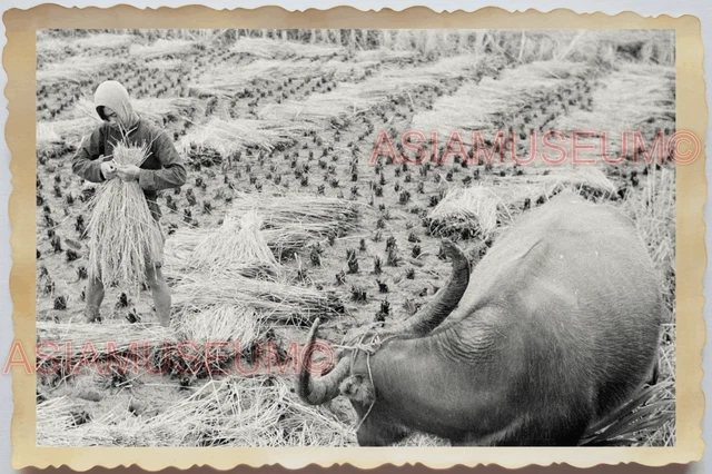 40s WW2 Vietnam MEN BUFFALO HARVEST RICE PADDY FIELD FARMER Vintage Photo 26677
