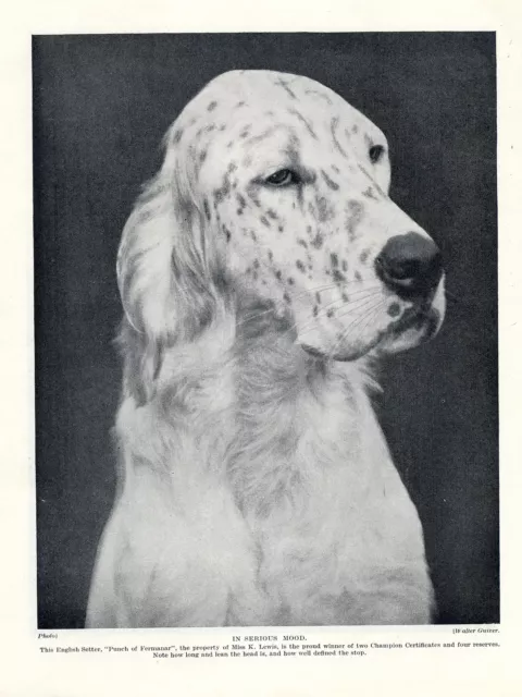 English Setter Head Study Old Original Named Dog Print Page From 1934