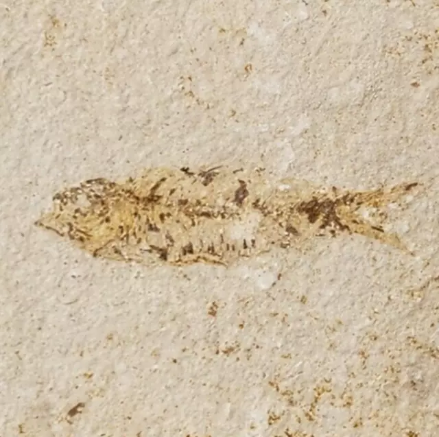 Knightia eocaena Fossil Fish - Green River Fm. - Split Fish Layer - WY - Eocene