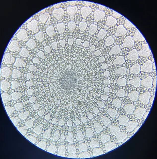 J.D. Moller Microscope Slide Sea Urchin Echinometra Lucunter Ag. Viti
