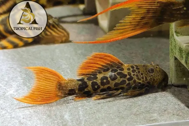 L600 Pleco SMALL live freshwater aquarium fish 3cm + ( 1.2 Inch + ) High Quality 2