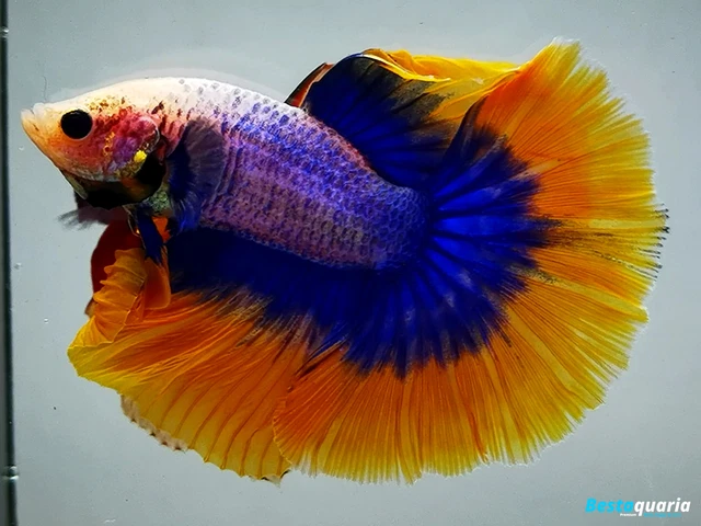 Premium Live Betta Fish l Male Halfmoon Yellow Mascot