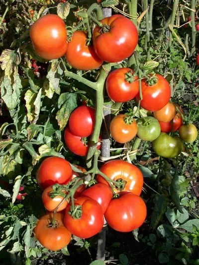 25 graines TOMATE ANCIENNE GIOIA DELLA MENSA(Lyc. esc.)N25 HEIRLOOM TOMATO SEEDS