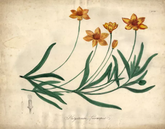 Platystemon Leiocarpus Flower – Early 19th-century hand-coloured engraving print
