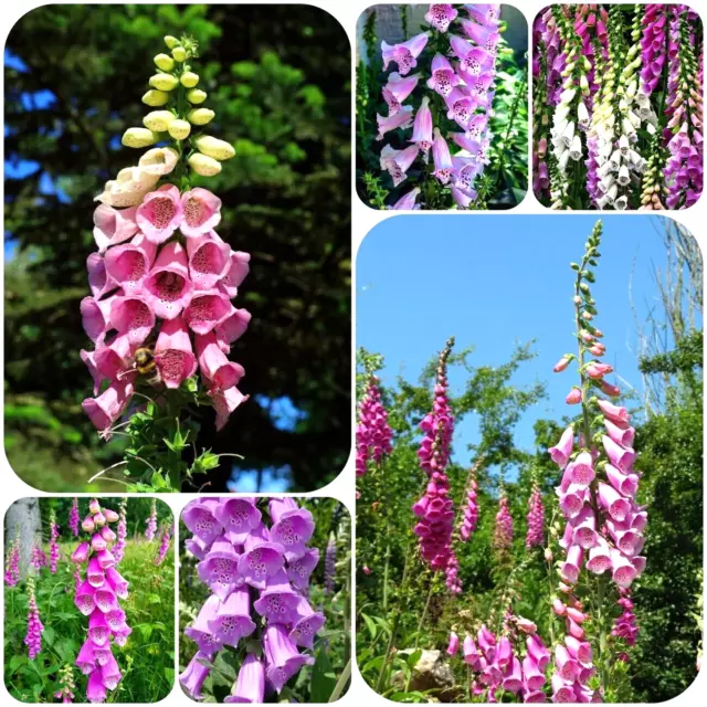 Fingerhut - großblumige Mischung in vielen Farben, Schmuckpflanze - Blumen Samen 2