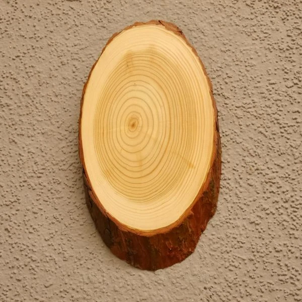 Alerce Placa Escudo de Trofeo Ciervo Corzo Cornamenta Baumschild Natural Madera