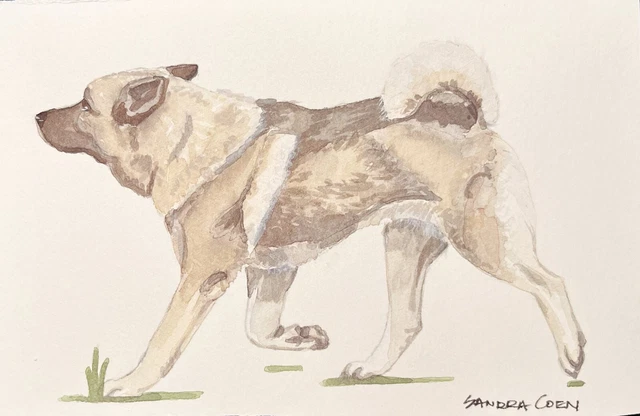 Norwegian Elkhound Original Watercolor by Sandra Coen troting dog in grass
