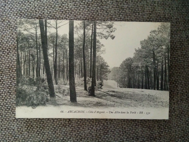 Cpa Arcachon Une Allée Dans La Forêt