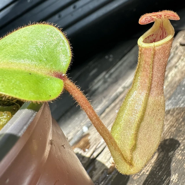 Nepenthes (veitchii x lowii) x clipeata seed- grown ,Shipped Potted Nepenthes (veitchii x lowii) x clipeata seed- grown ,Shipped Potted