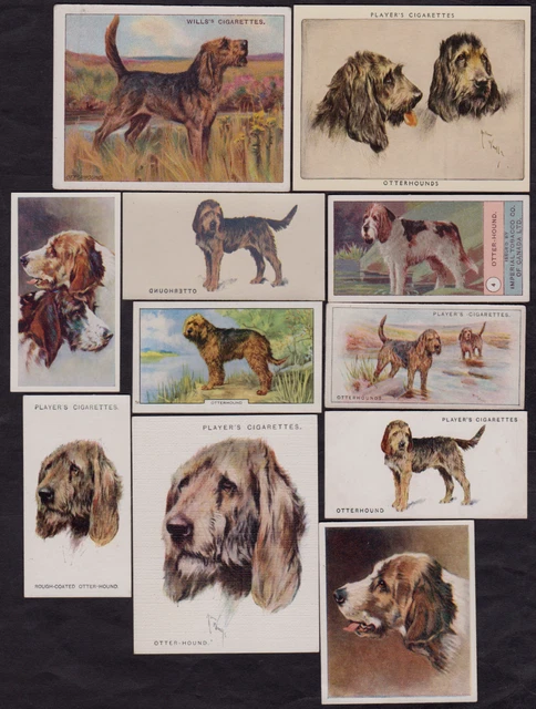 11 Different OTTERHOUND Tobacco/Cigarette/Tea Dog Cards Lot