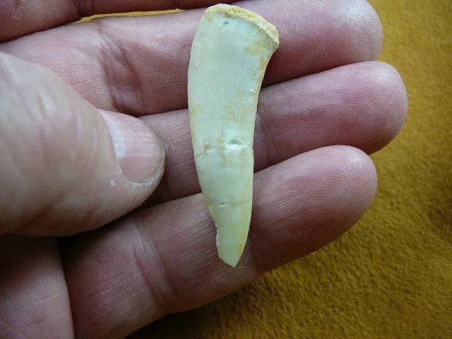 (f510-1) 1-1/8" Enchodus Säbel Zahn Heringsfisch Zahn Fossil Ich liebe Fossilien