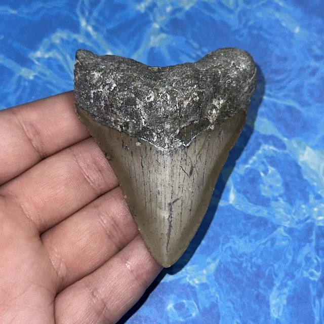Megalodon Shark Tooth 3.01” Huge Teeth Big Meg Scuba Diver Direct Fossil Nc 8124