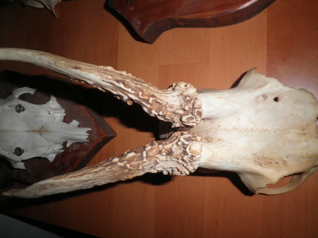 Trofeos Cazador 6 Craneos Cornamenta Cuerno Taxidermia Craneos Gamo? Metopas 2