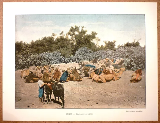 LIBAN Chameaux au repos près de Tripoli - Photochromie fin 19ème Gravure