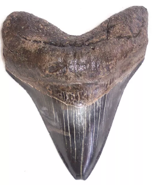 Sharply Serrated VERY Thick/Solid/Heavy 5 1/4" Fossil MEGALODON Shark Tooth-USA