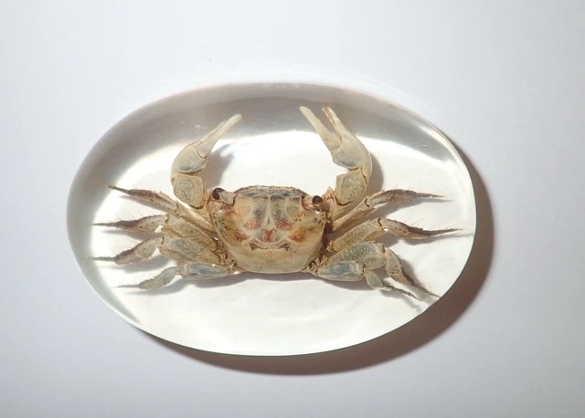 Large Cabochon Chinese River Crab Specimen Oval 72x50 mm amber clear