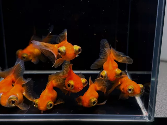 3 Live Fish Goldfish - Red Butterfly Tail 2"