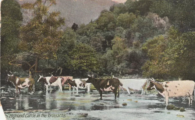 TROSSACHS, HIGHLAND CATTLE, Schottland - Vintage POSTKARTE