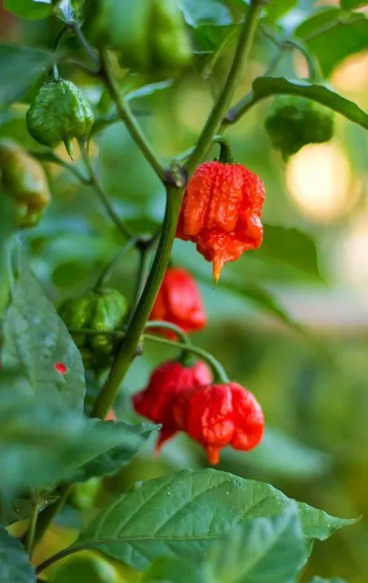 Dried Carolina Reaper  Scotch Bonnet 200Pods Hottest Chili Pure Natural Organic 2