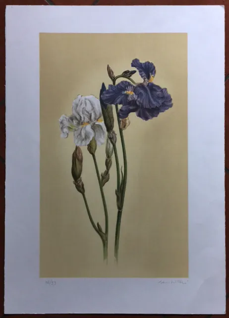 Giuseppe Lambertucci litografia a colori IRIS 70x50 firmata numerata su 99