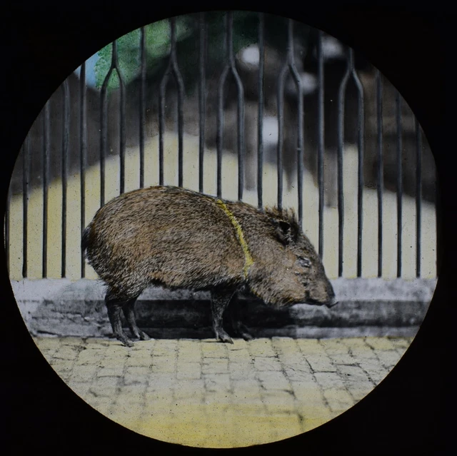 ANTIQUE Magic Lantern Slide COLLARED PECCARY LONDON ZOO C1888 VICTORIAN PHOTO