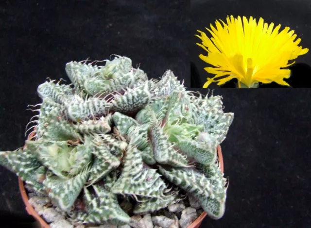 Faucaria Tigrina select seed-grown form 9.4cm collectors succulent / cactus