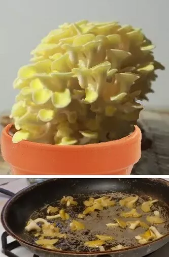Limonenpilze  Speisepilze Pilze selber züchten Pilzzucht Pilzbrut Zimmerpflanze