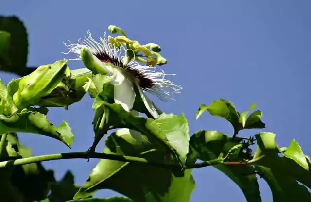 10 Semillas de Fruta de la Passión (Passiflora edulis) 3