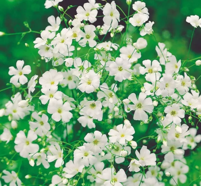 Gypsophila Seeds 500+ Pcs (Covent Garden)  UK SELLER